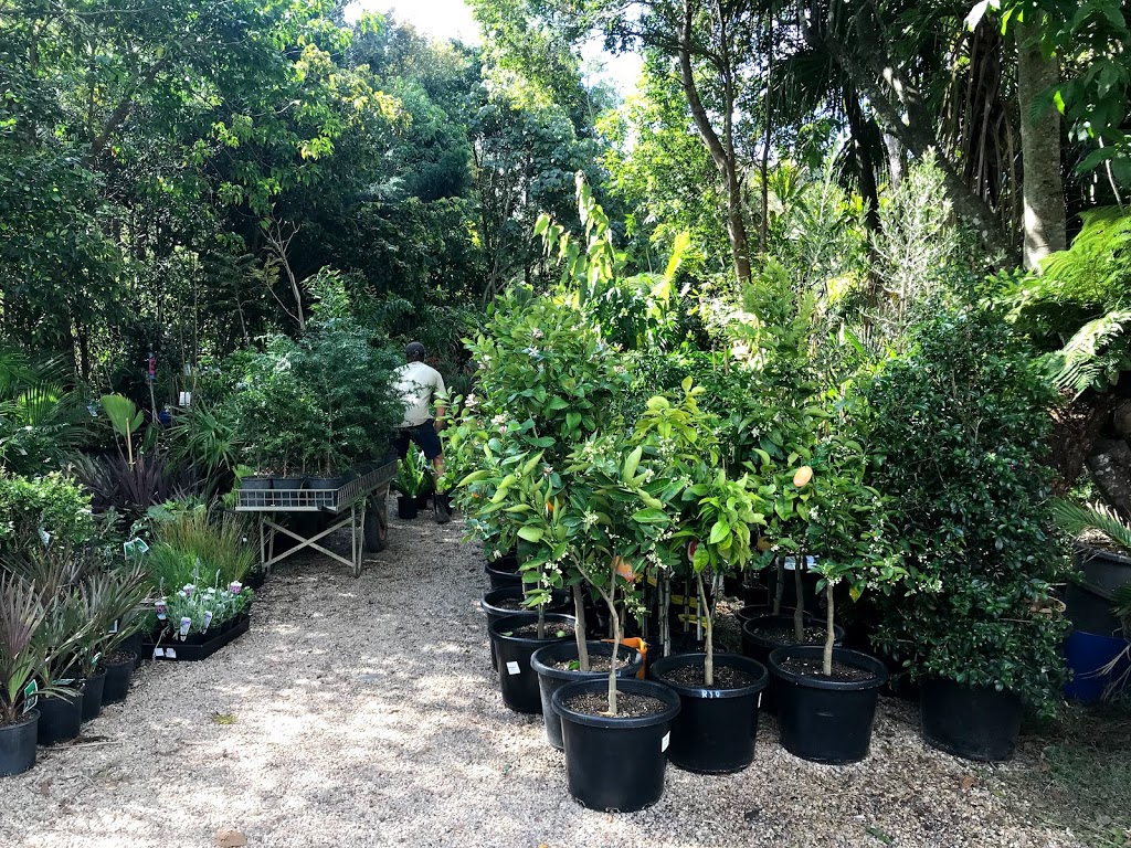 Burringbar Rainforest Nursery | store | 380 Burringbar Rd, Upper Burringbar NSW 2483, Australia | 0266771088 OR +61 2 6677 1088