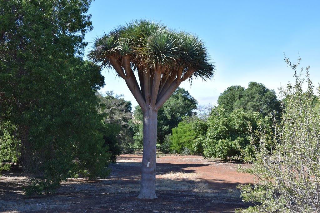 Waite Arboretum | park | Walter Young Ave, Urrbrae SA 5064, Australia | 0883137405 OR +61 8 8313 7405