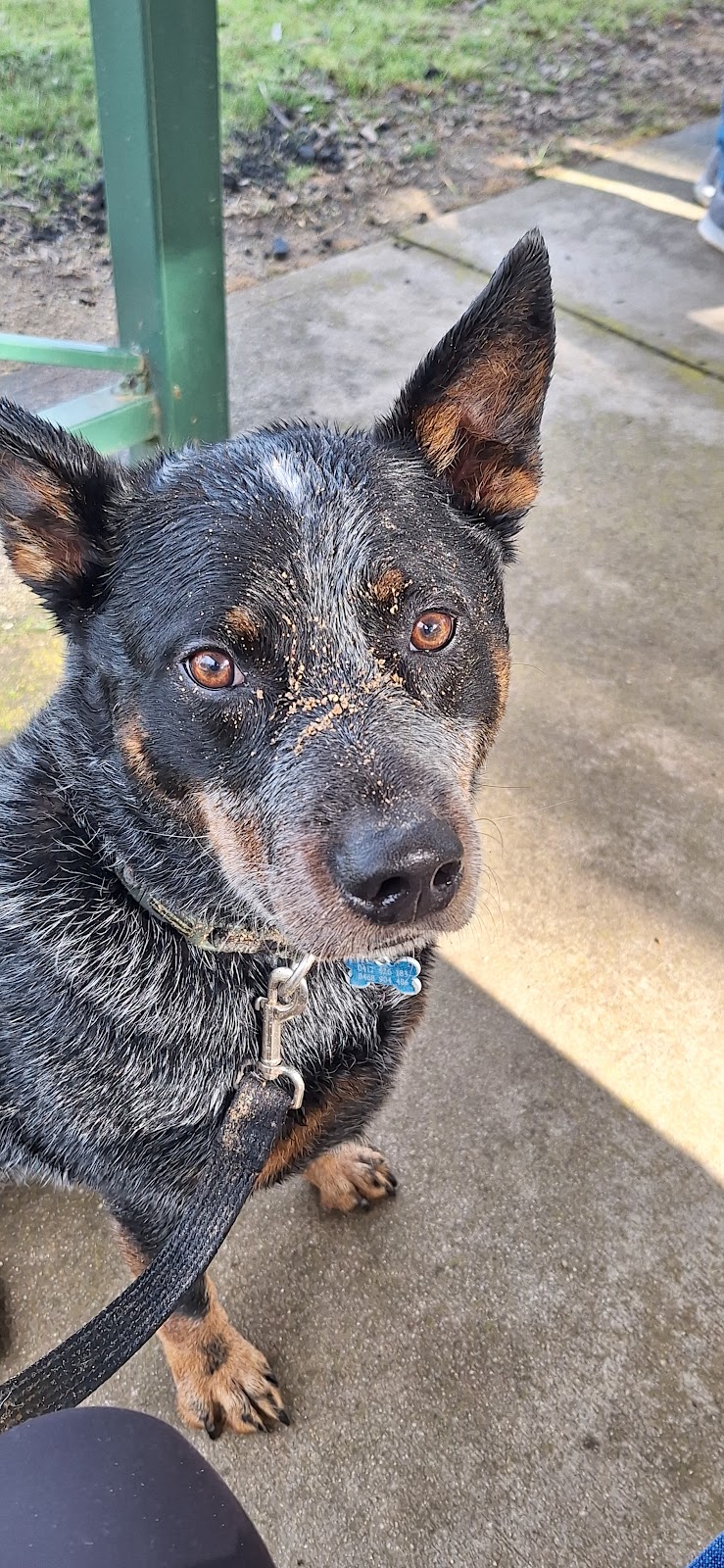 Sit, Stay, Succeed ! Dog training | Surrounding, Beechworth VIC 3747, Australia | Phone: 0468 840 675