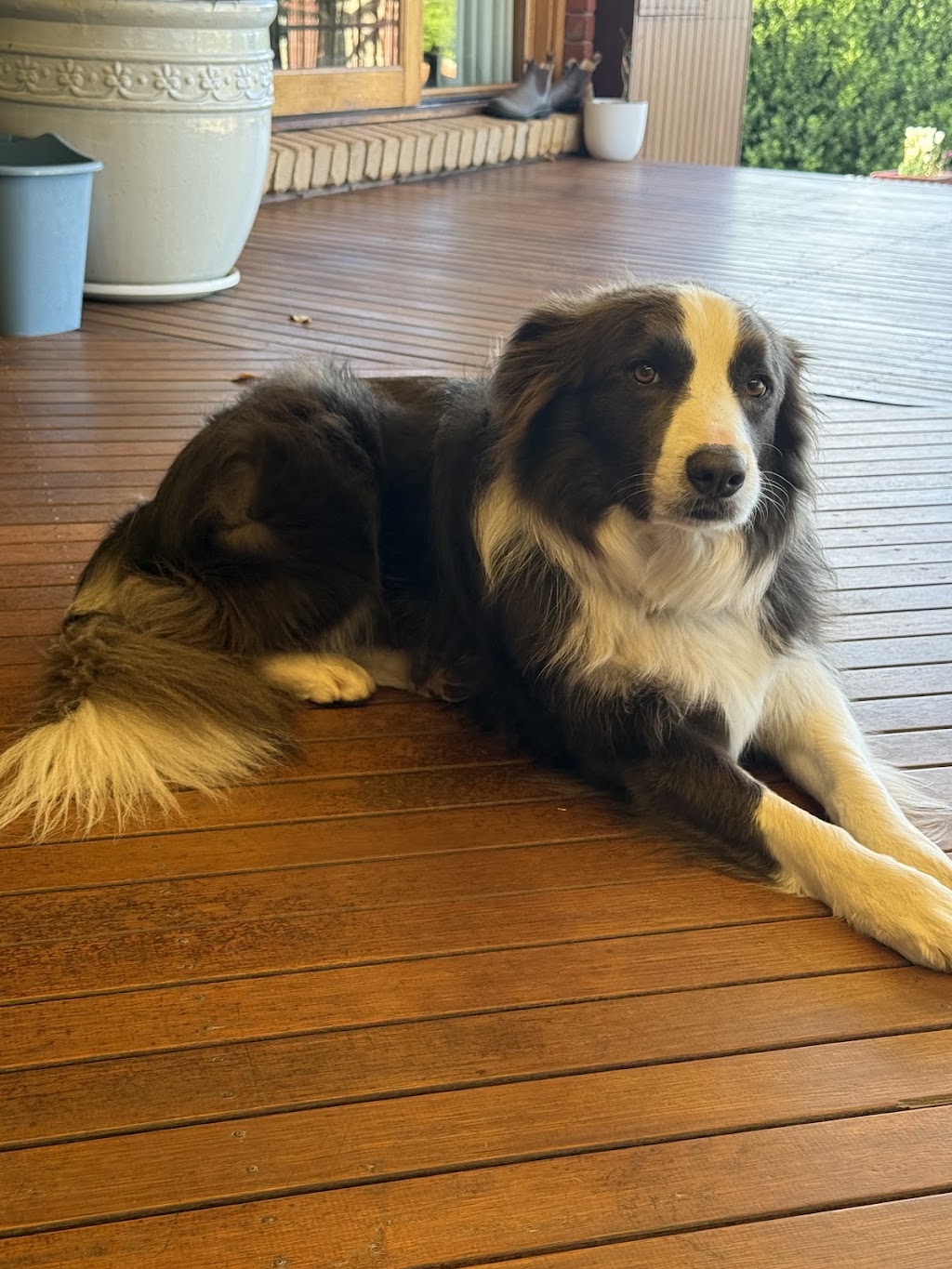 Pawspectives | 302 High St, Nagambie VIC 3608, Australia | Phone: 0481 336 642
