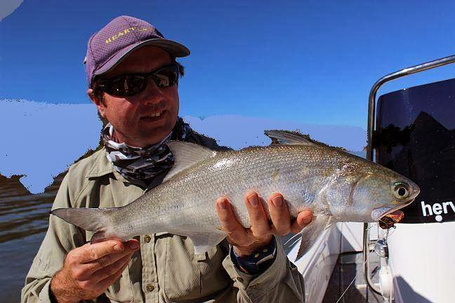 Hervey Bay Fly and Sport Fishing |  | 13 Kingsbarn Dr, Hervey Bay QLD 4655, Australia | 0407627852 OR +61 407 627 852