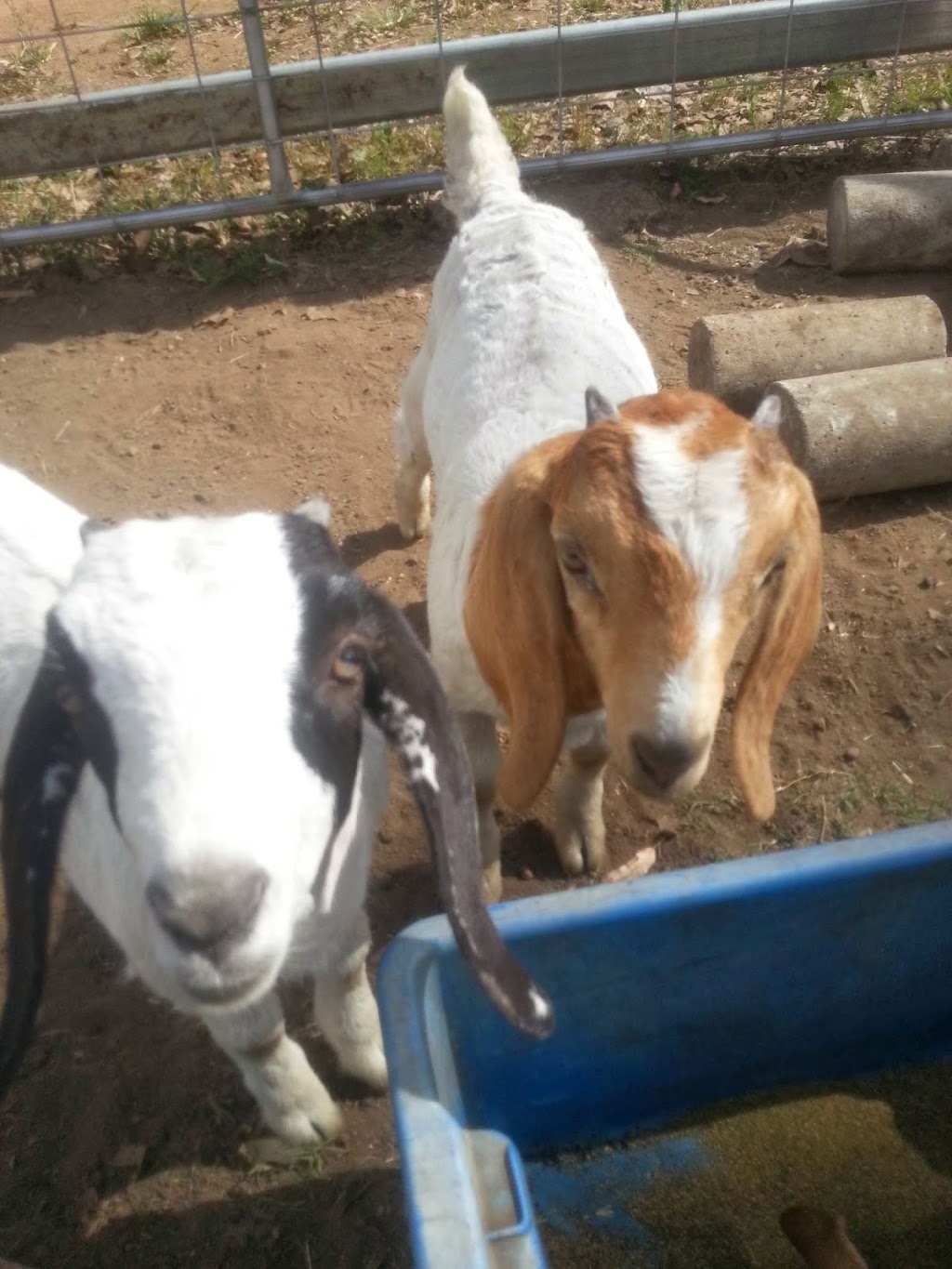 Deep Gully Goats Milk Soap | Mt Martin Rd, Mirani, Mackay QLD 4754, Australia | Phone: 0431 253 647