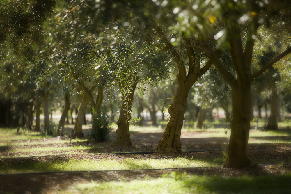 Greendale Grove - Olive & Produce Shop | 7230 Goulburn Valley Hwy, Kialla West VIC 3631, Australia | Phone: (03) 5823 2785