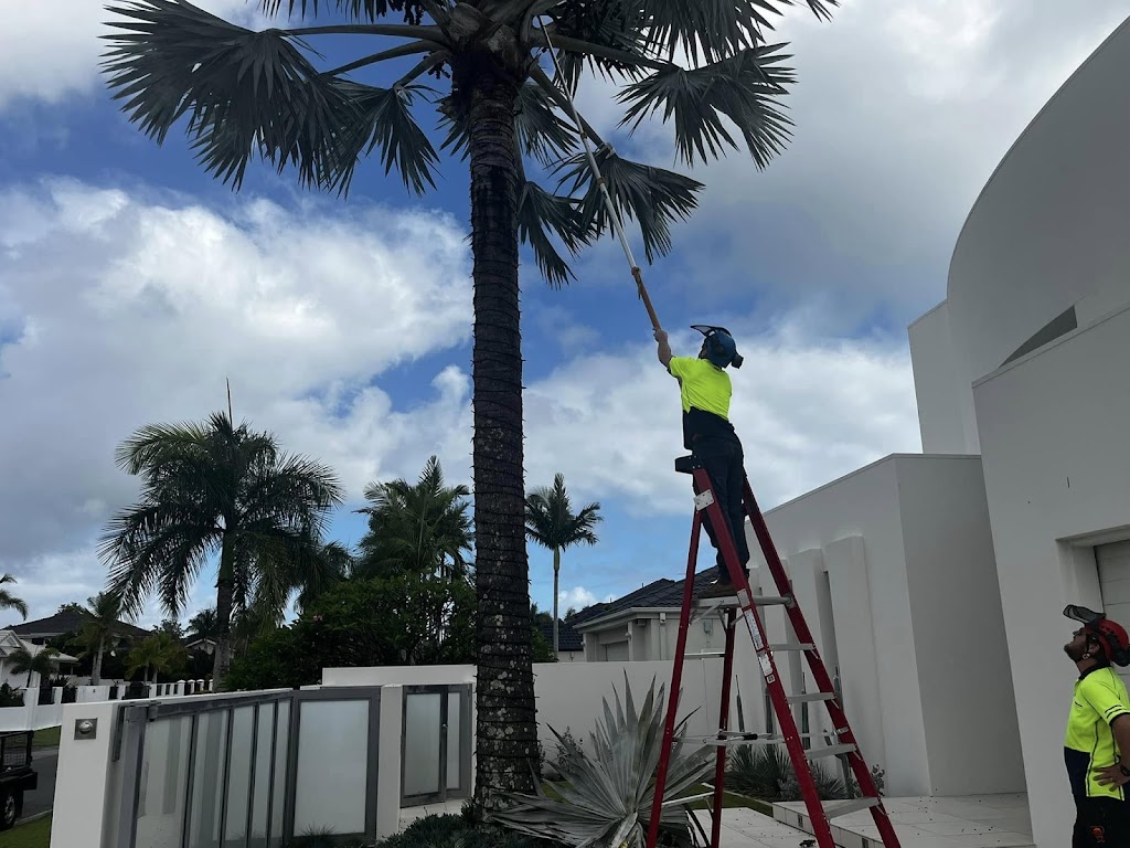 Dans Tree Experts | 220 Avalon Rd, Sheldon QLD 4157, Australia | Phone: 0466 270 743