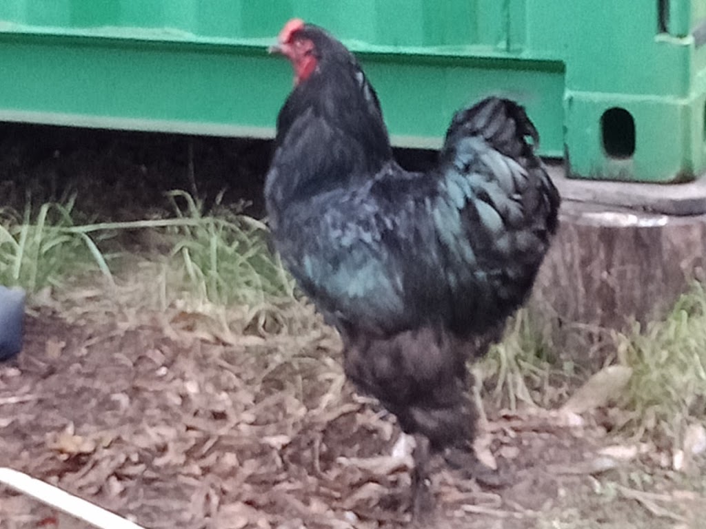 Black on black poultry | The Bucketts Way, Tinonee NSW 2430, Australia | Phone: 0438 680 391