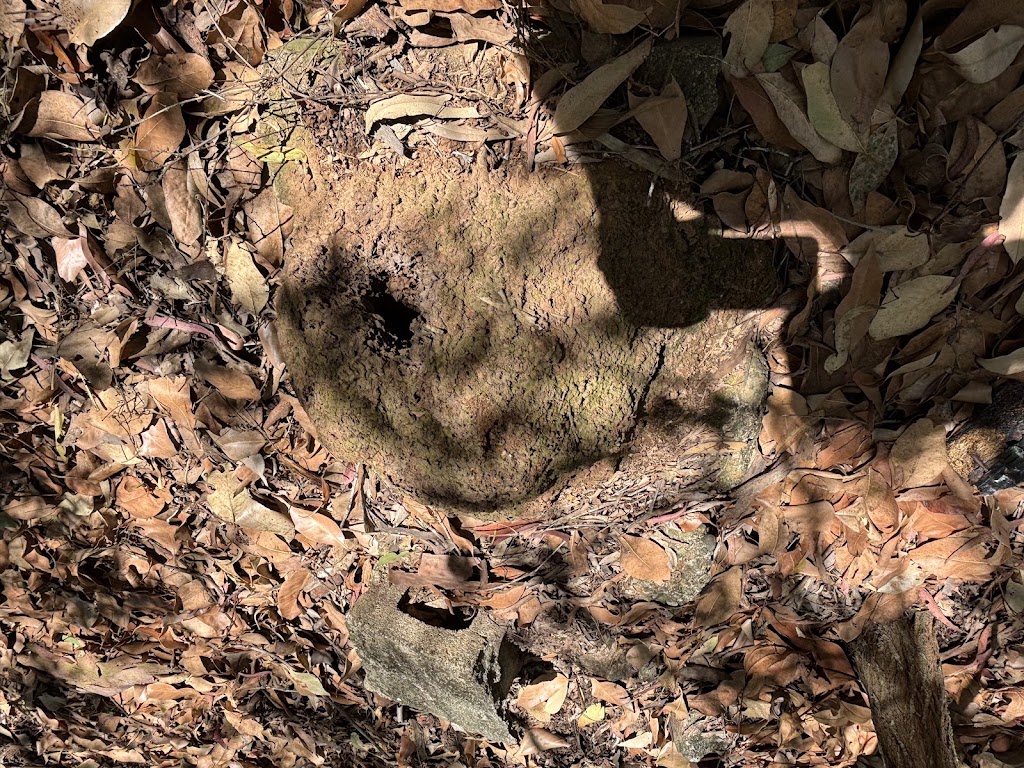 Clearzone Pest Management | 45 Fodora Pl, Burpengary East QLD 4505, Australia | Phone: 0413 521 610
