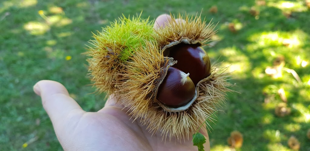 Kookootonga Chestnut and Walnut Farm | food | 247 Mount Irvine Rd, Mount Irvine NSW 2786, Australia | 0498863414 OR +61 498 863 414