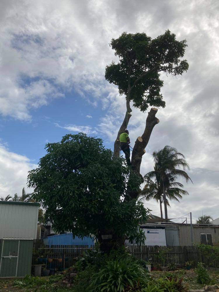 M&S tree services vegetation management | 34 Unity St, Maryborough QLD 4650, Australia | Phone: 0413 911 909