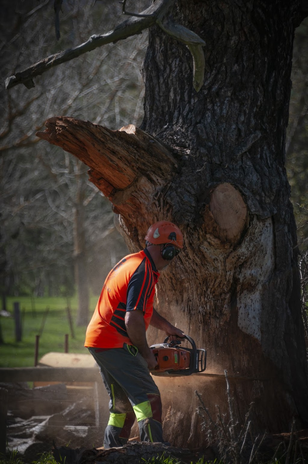 Global Tree Solutions Pty Ltd | 4608 Maroondah Hwy, Whanregarwen VIC 3714, Australia | Phone: 0439 721 943