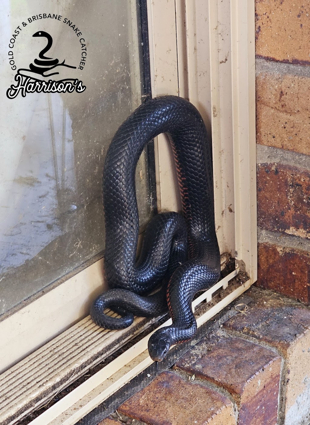 Harrisons Snake Catcher Logan | 312 Steele Rd, Logan Village QLD 4207, Australia | Phone: 0401 263 296 Harrisons Snake Catcher Logan | 312 Steele Rd, Logan Village QLD 4207, Australia | Phone: 0401 263 296