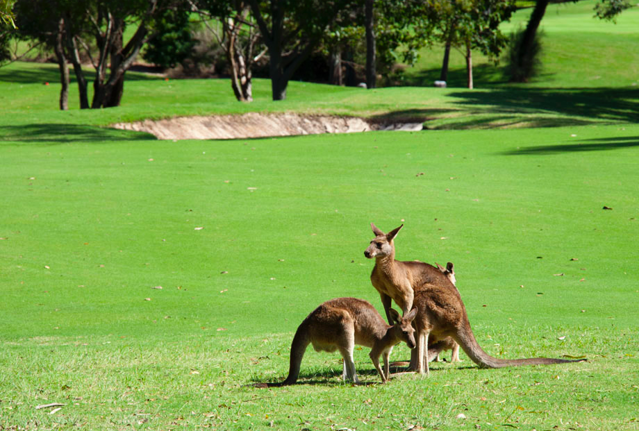 Cross Golf Academy | health | 1 Arundel Dr, Arundel QLD 4214, Australia | 0430742372 OR +61 430 742 372