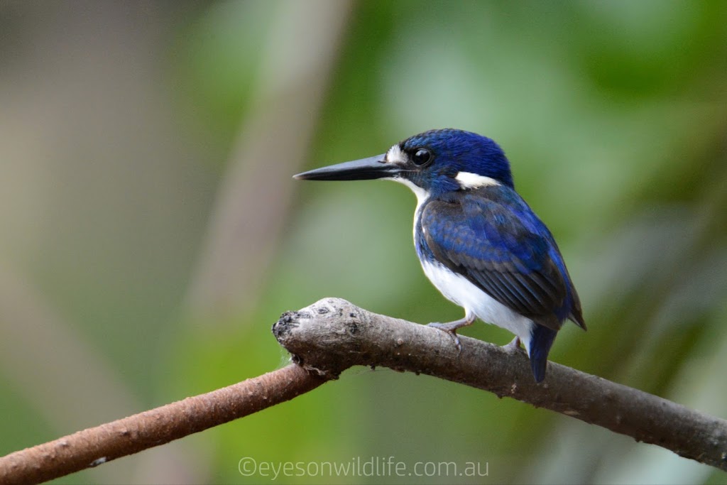 Eyes on Wildlife Birding & Wildlife Tours - Atherton - Australia | 2 Jessop Rd, Atherton QLD 4883, Australia | Phone: 0439 817 214