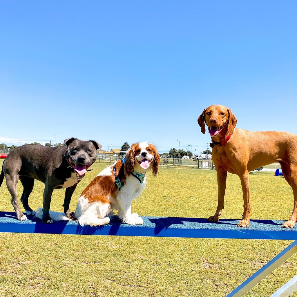 Dr Doolittle Dog Walkers |  | 1 Warland Rd, Hampton East VIC 3188, Australia | 0481267481 OR +61 481 267 481