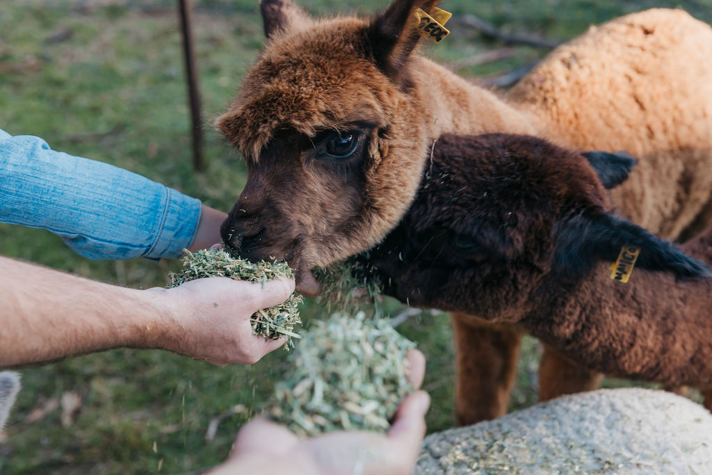 Harvest Homestead | 229 Glenfern Rd, Upwey VIC 3158, Australia | Phone: 0477 733 881