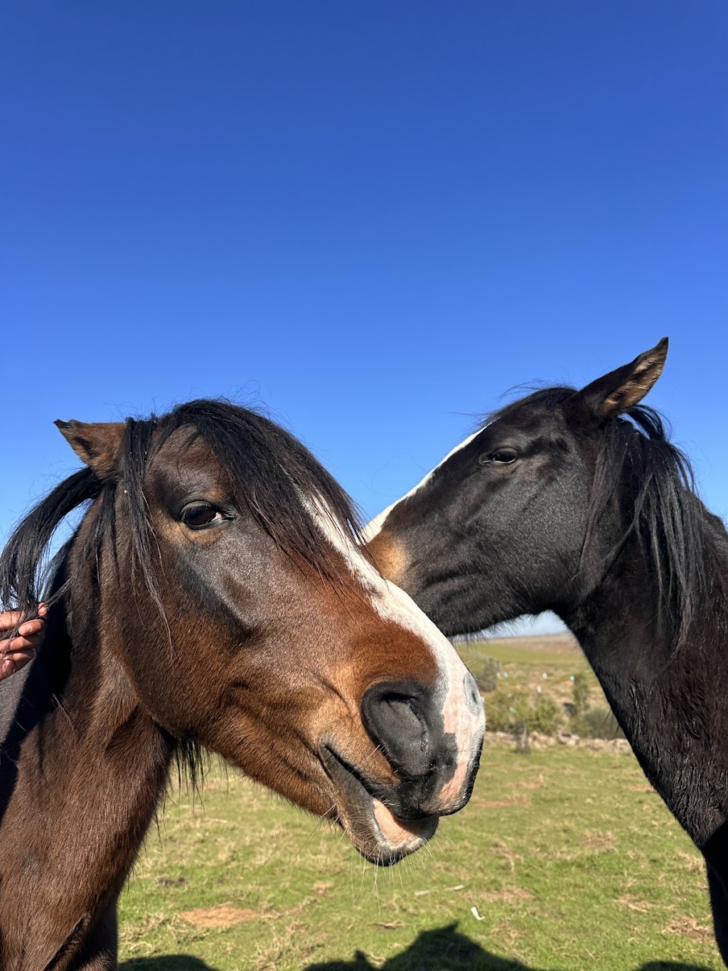 Blue Valley Farms Pty Ltd | 100 Martin Rd, Little River VIC 3211, Australia | Phone: 0425 819 417