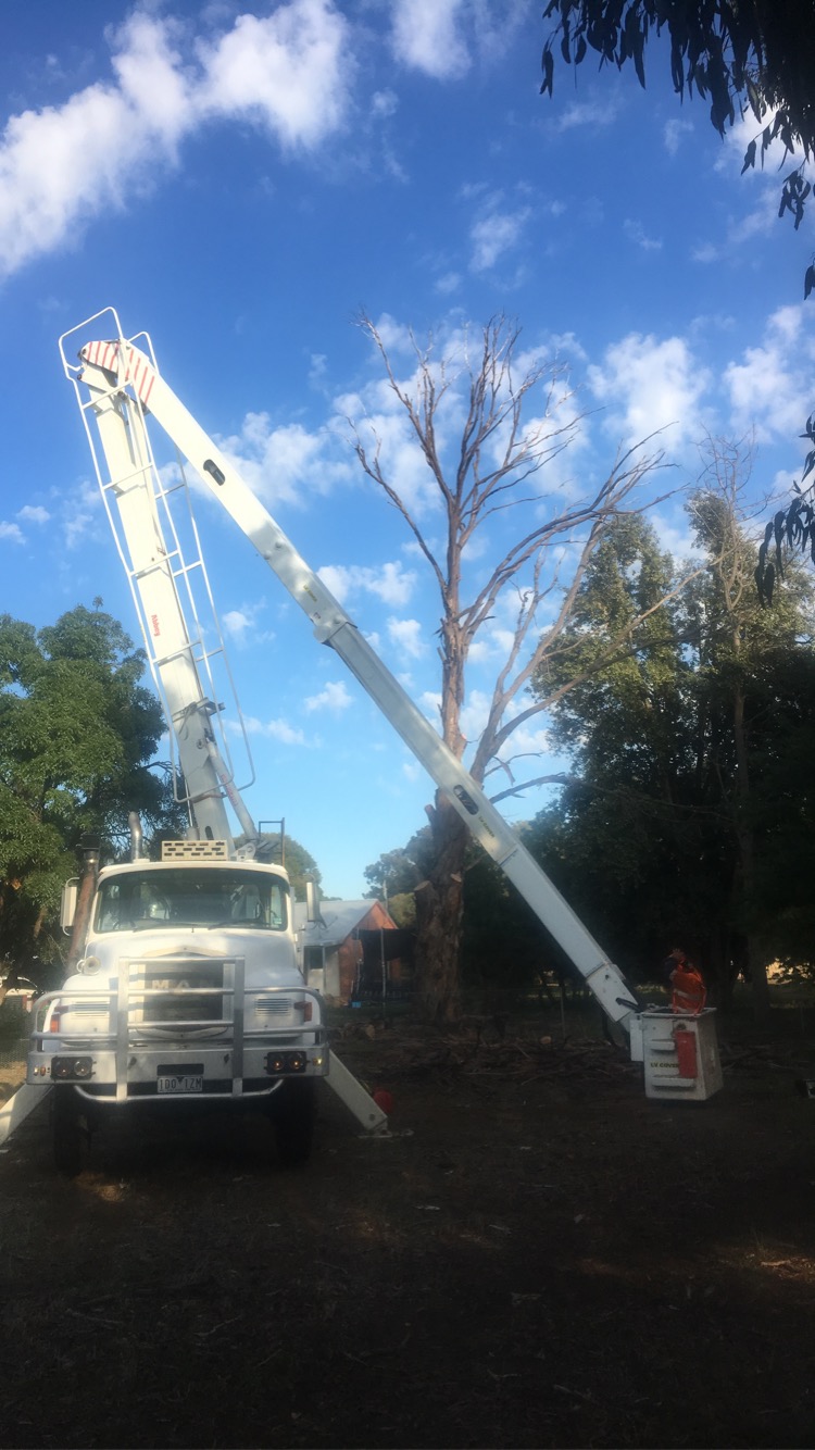 Cohuna tree services | 3 barton pl, Cohuna VIC 3568, Australia | Phone: 0439 506 722