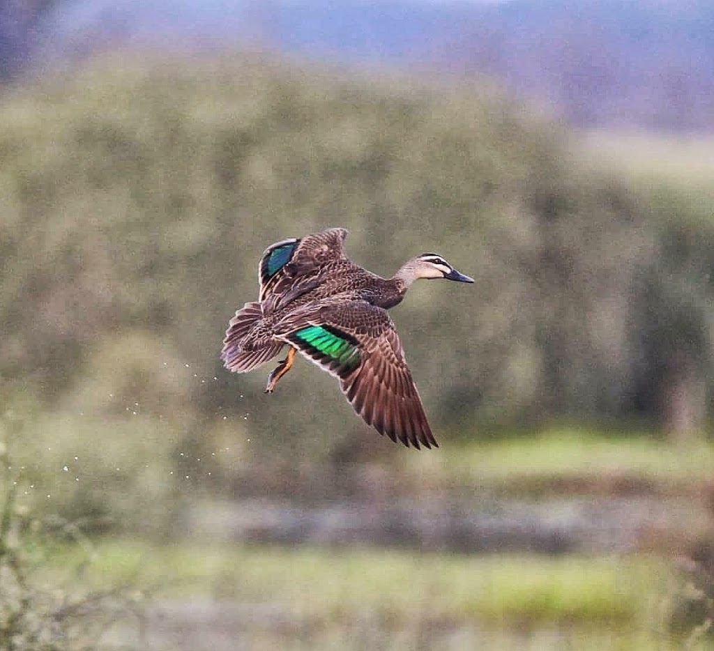 Connewarre Wetland Centre | 605 Lake Rd, Connewarre VIC 3227, Australia | Phone: (03) 5799 0960