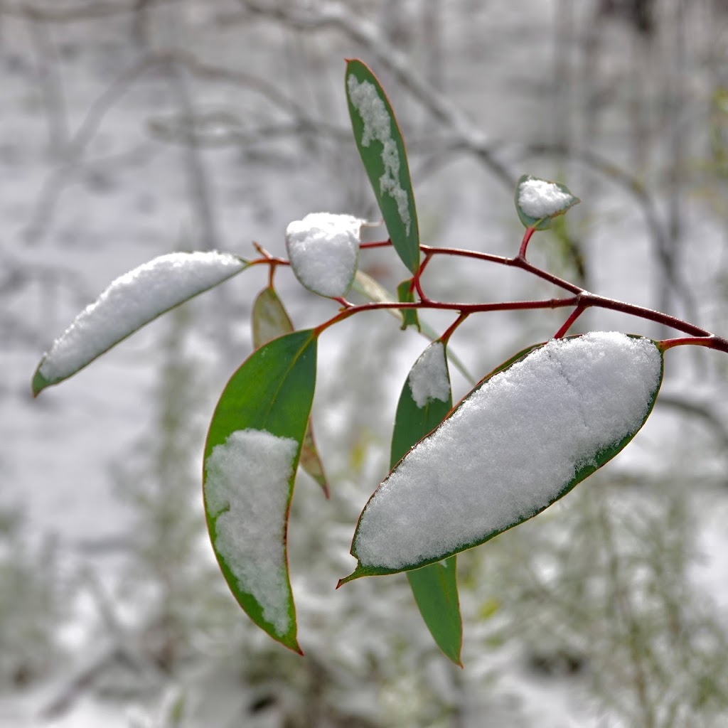 Snowy Mountains Eucalyptus Oil | Thornybush Rd, Moonbah NSW 2627, Australia | Phone: 0421 369 375