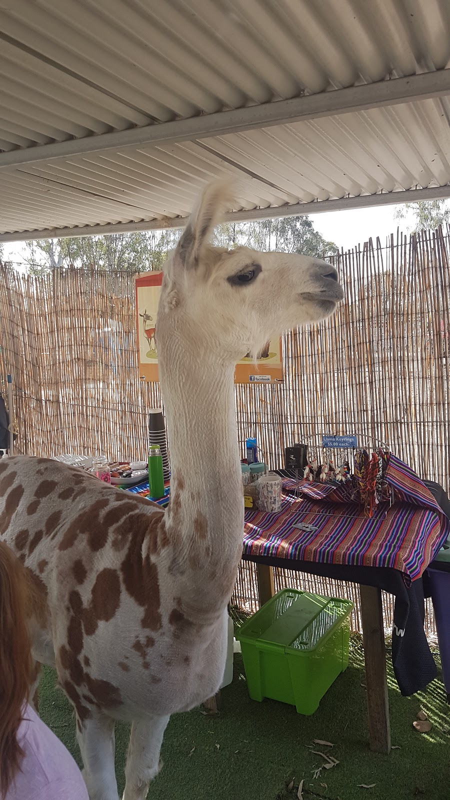 Ottaba Llamas | 6410 Brisbane Valley Highway, Ottaba QLD 4313, Australia | Phone: 0407 165 100