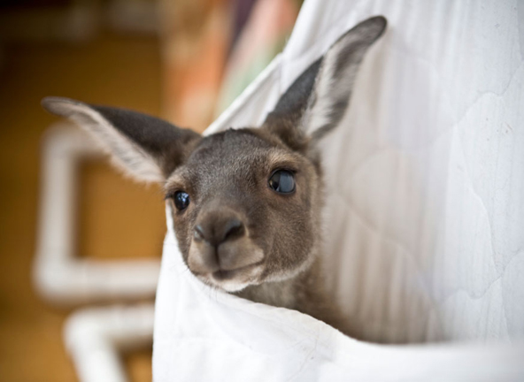 Mandurah Wildlife Rescue | 1400 Old Coast Rd, Dawesville WA 6211, Australia | Phone: (08) 9582 3938