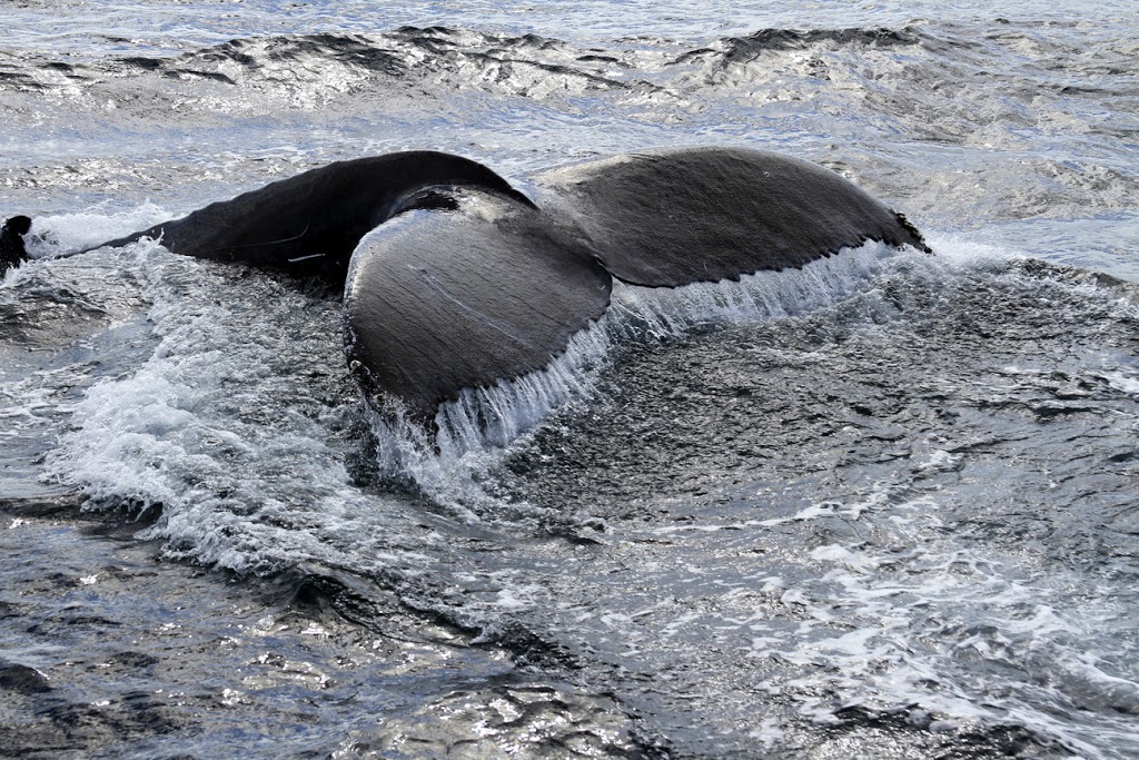 Coolangatta Whale Watch | Ivory Marina، 156 Wharf St, Tweed Heads South NSW 2486, Australia | Phone: 0403 920 922