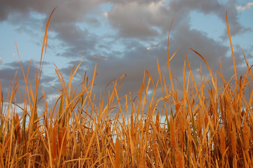 Fivebough and Tuckerbil Wetlands | Leeton NSW 2705, Australia | Phone: (02) 6960 1343