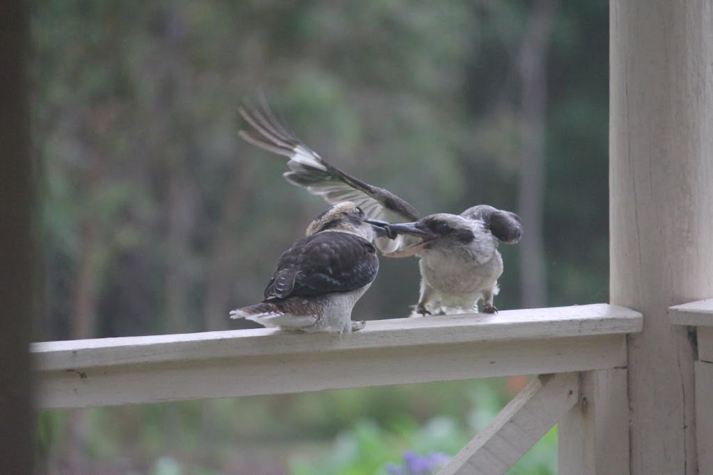 Nature Park | 1348C Old Princes Hwy, Brooman NSW 2538, Australia | Phone: 0412 781 331