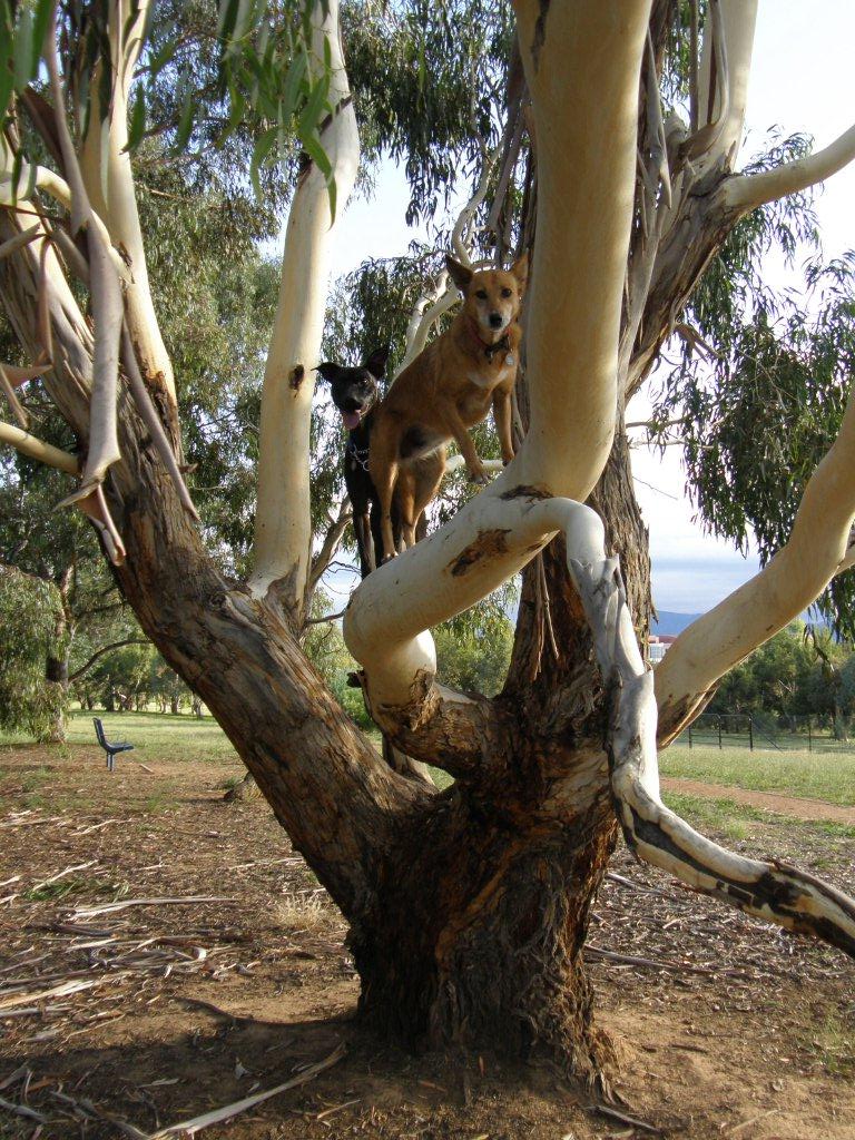 Fenced Dog Park | park | Greenway ACT 2900, Australia