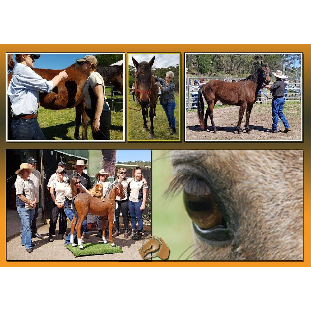 Horse Rescue Australia | 220 Crooked Ln, North Richmond NSW 2754, Australia | Phone: (02) 8250 1442