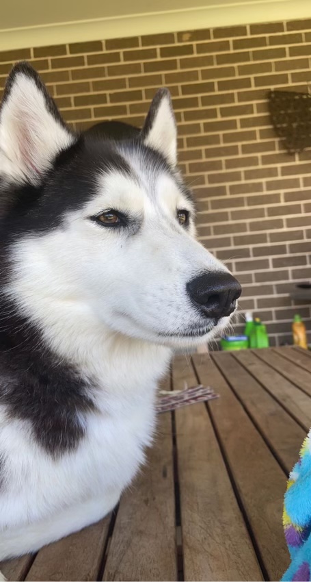 APEX K9 ACADEMY | Toongabbie NSW 2146, Australia | Phone: 0433 686 980