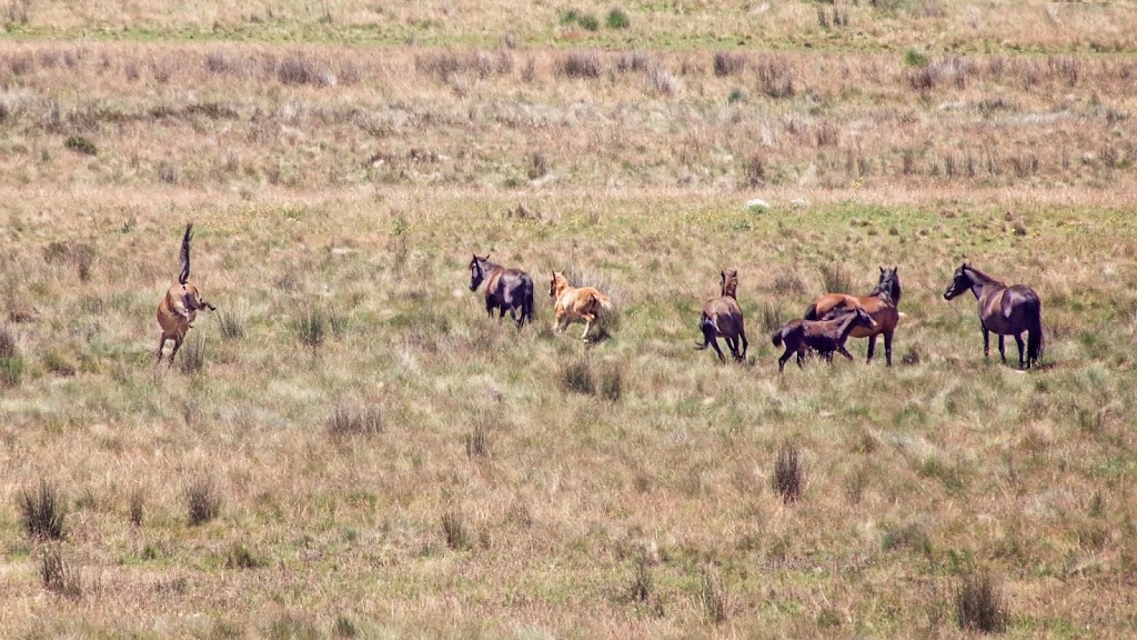 Australian Brumby Photography Tours | 25 Wombat St, Young NSW 2594, Australia | Phone: 0433 039 101