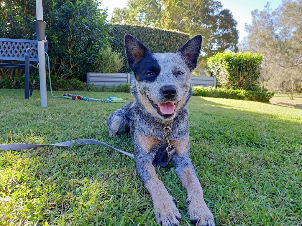 Clever Pup Dog Training, Daycare & Train plus Training Supplies | 2B Morgans Rd, Sandy Beach NSW 2456, Australia | Phone: 0412 050 279