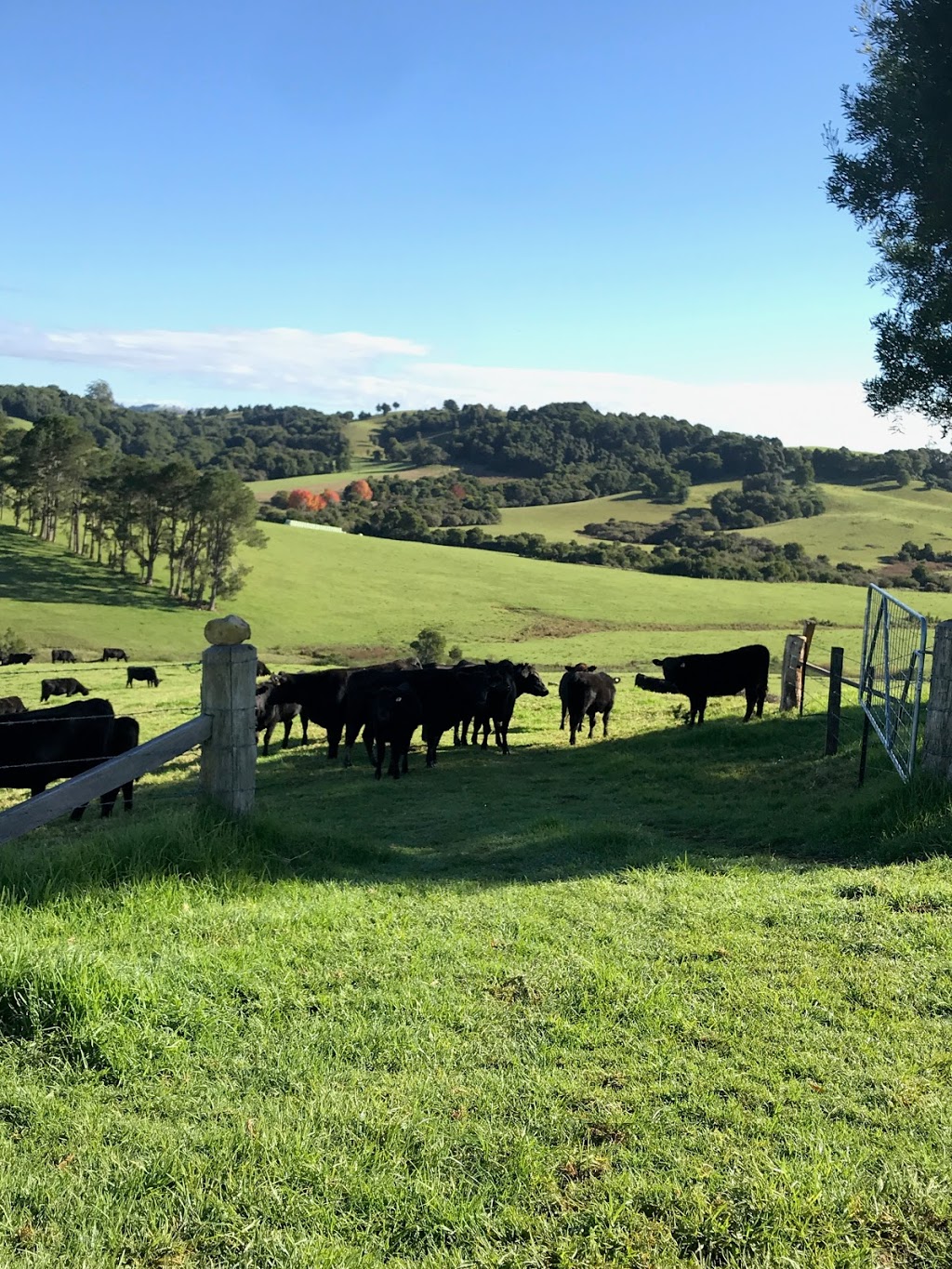 Ureshii Wagyu | 731 Maynards Plains Rd, Dorrigo Mountain NSW 2453, Australia | Phone: 0402 111 440