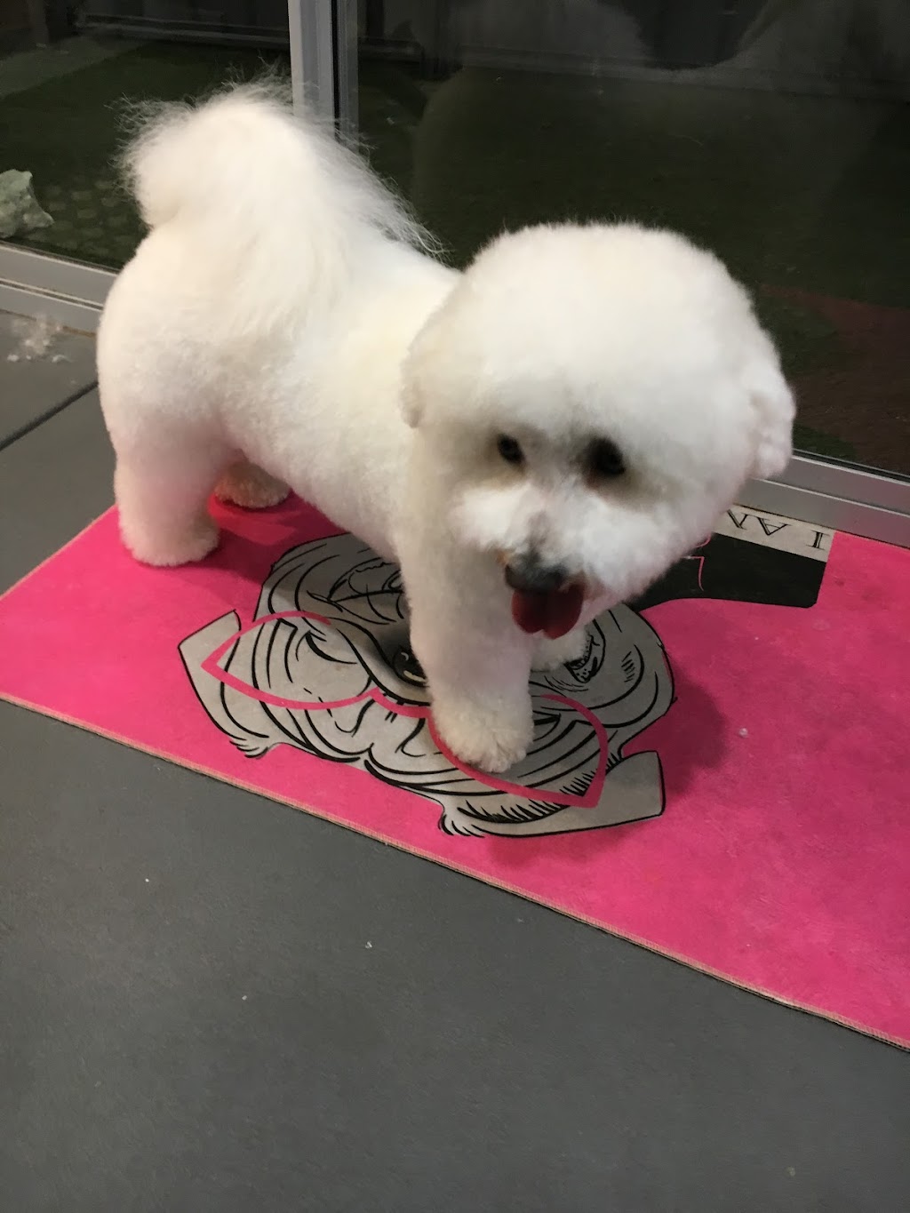 Nickys dog grooming | 7 Truro Ct, Yanchep WA 6035, Australia | Phone: 0438 539 174