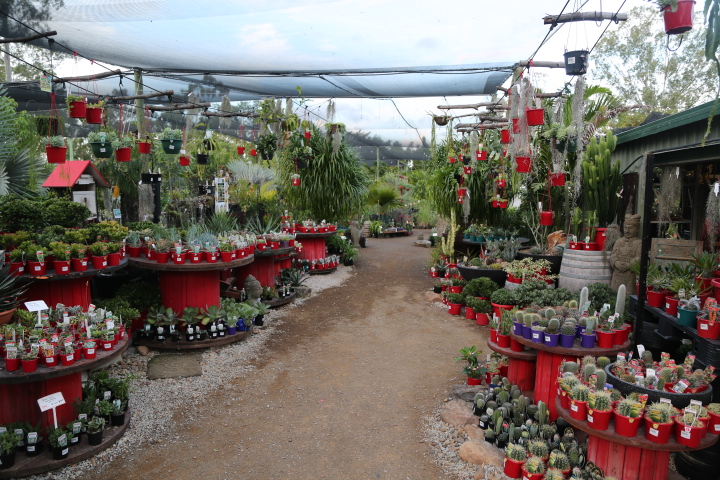 Oxley Nursery | 174 Dowding St, Oxley QLD 4075, Australia | Phone: (07) 3375 5390