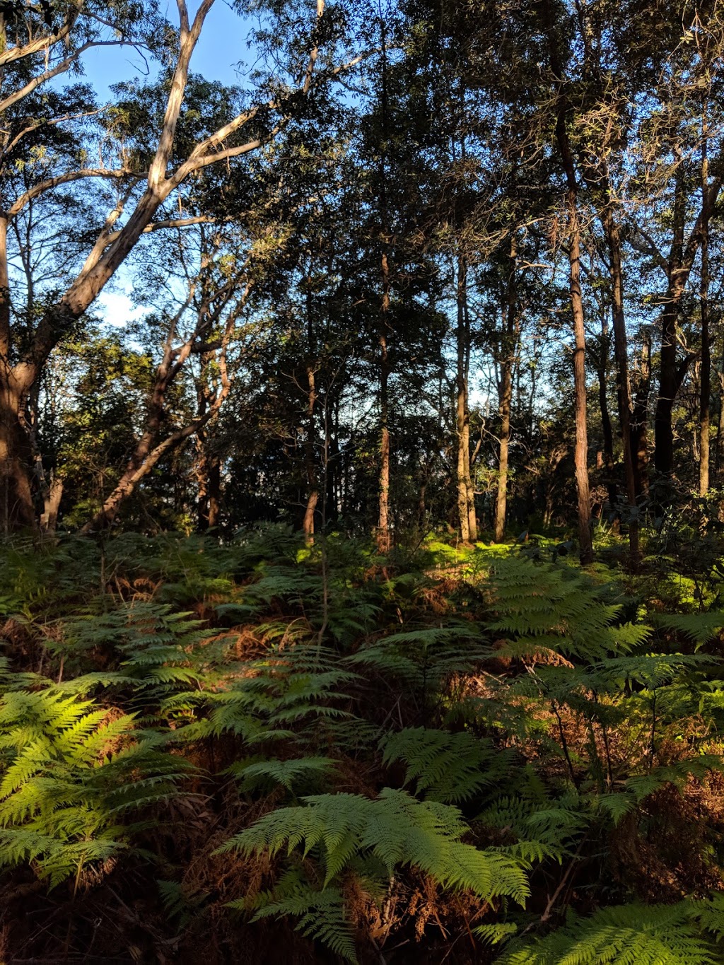Illawarra Escarpment State Conservation Area | park | Corrimal NSW 2518, Australia