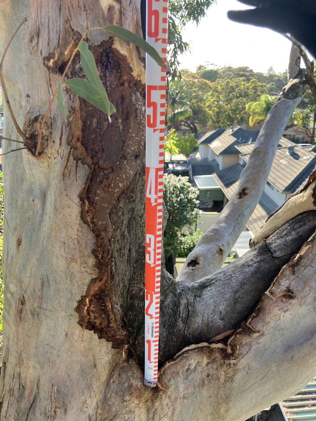 Concept Arbor Consulting | 633 Comleroy Rd, Kurrajong NSW 2758, Australia | Phone: 0459 555 498