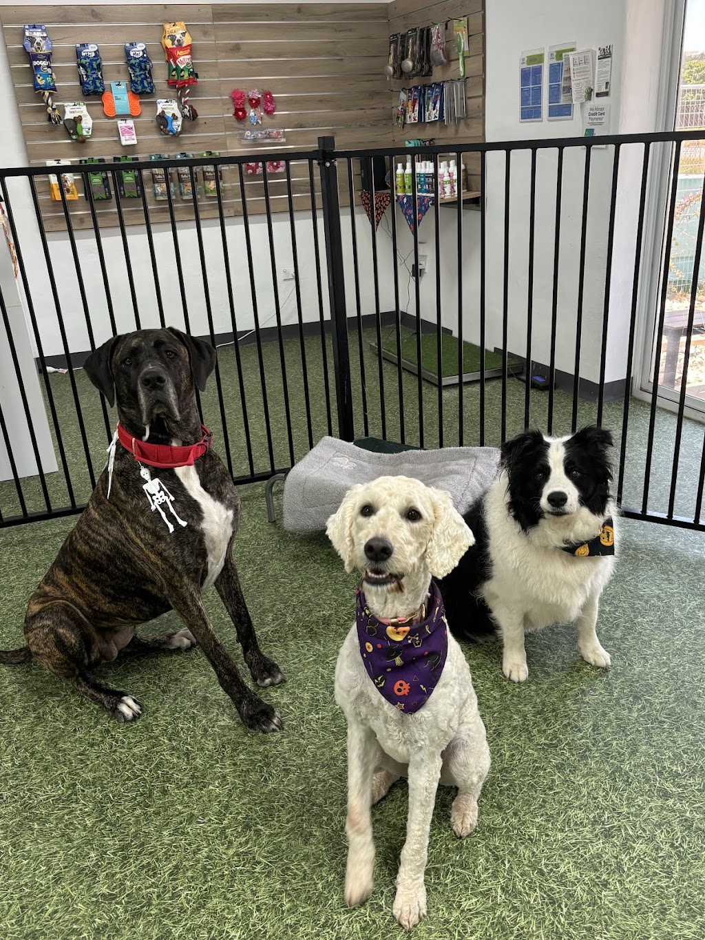 K9 Kulture Daycare and Spa | 15 Industrial Ave, Yeppoon QLD 4703, Australia | Phone: 0477 738 964