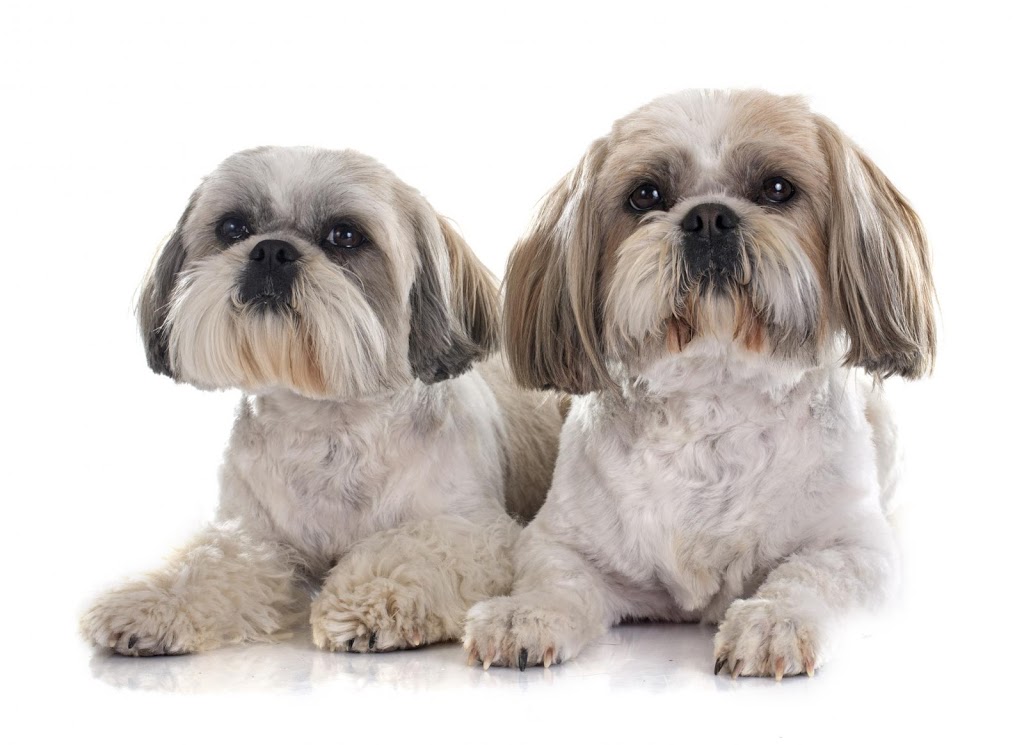 Pet Stays Directory | pet store | 17 Doncaster St, Ascot Vale VIC 3032, Australia | 0438937570 OR +61 438 937 570