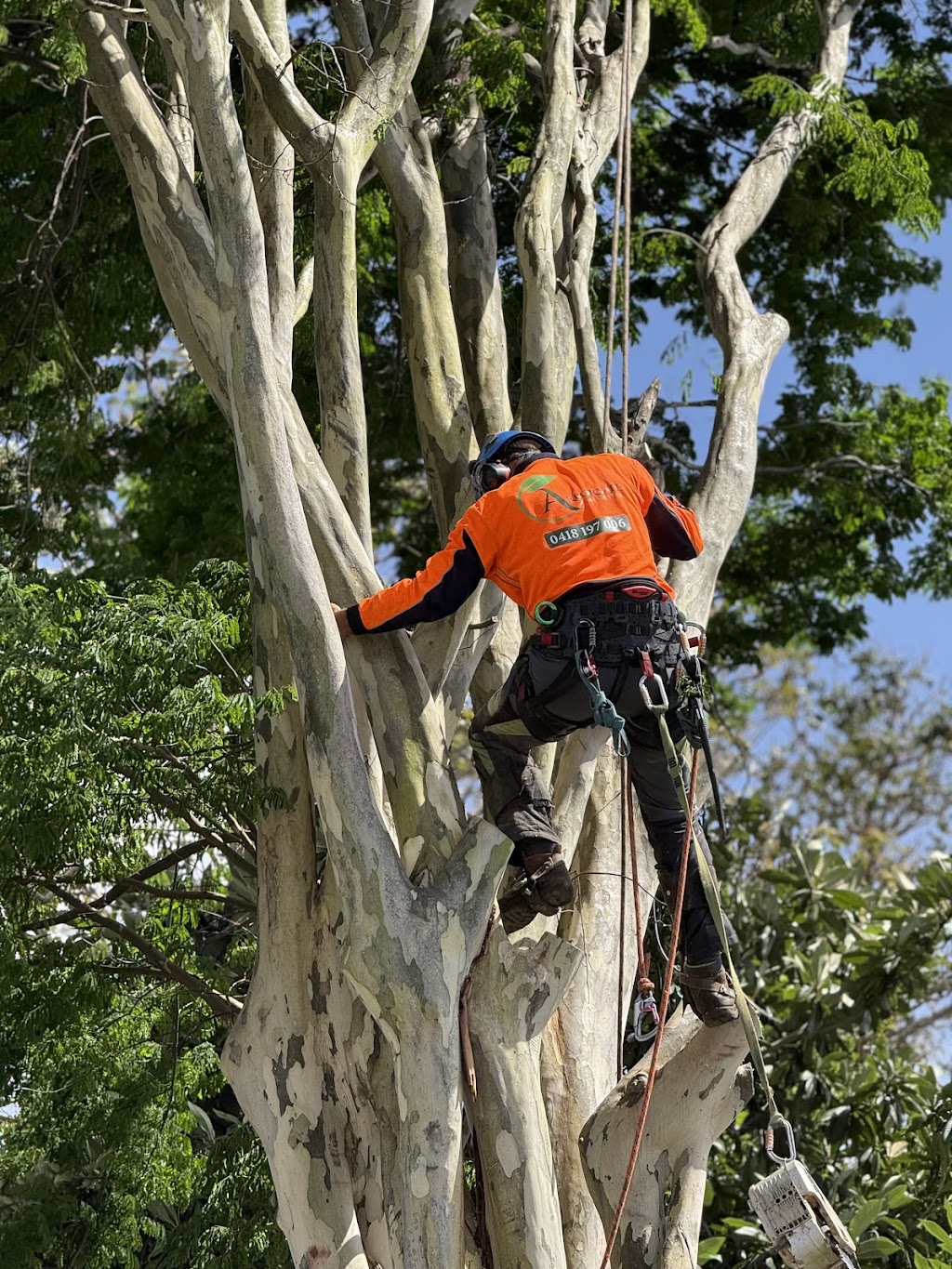 Arborsafe Tree Services Mount Tamborine | Mt Vista Pl, Tamborine QLD 4270, Australia | Phone: 0418 197 006