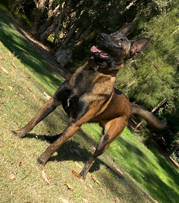 Malinois Ridge | 63 Anderson Rd, Grattai NSW 2850, Australia | Phone: 0466 601 555