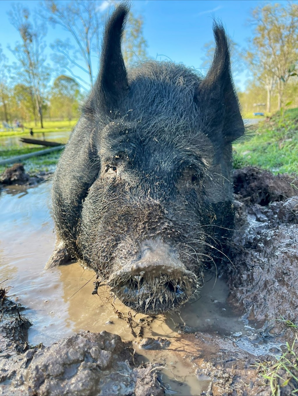 Seehorse Meadows | 39 Jamieson Rd, Churchable QLD 4311, Australia | Phone: 0433 263 783