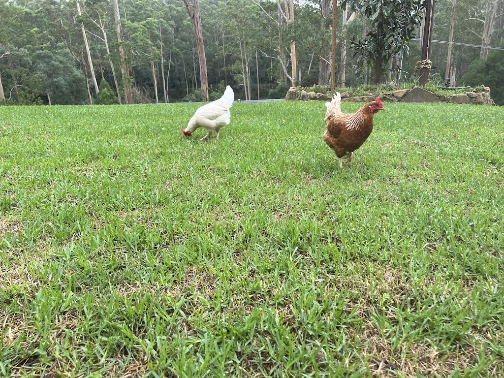 Jila free range | 152 Mountain Ave, Yarramundi NSW 2753, Australia | Phone: 0418 738 784