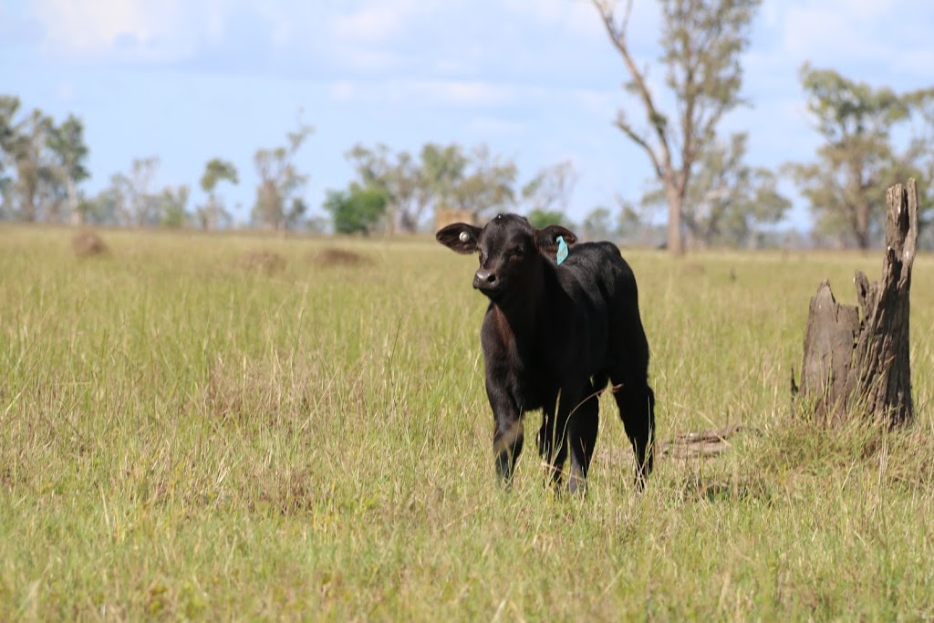 Kraken Brangus | 260 Shannen Rd, Dalma QLD 4702, Australia | Phone: 0487 504 347