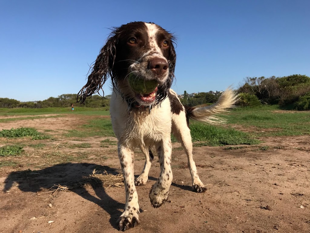 Paws To The Park |  | 17 Plateau Rd, Collaroy Plateau NSW 2097, Australia | 0420637815 OR +61 420 637 815