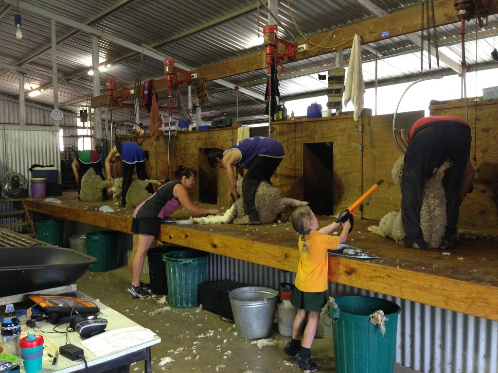 Toland Poll Merino | 1888 Feltrim Rd, Violet Town VIC 3669, Australia | Phone: 0438 981 605