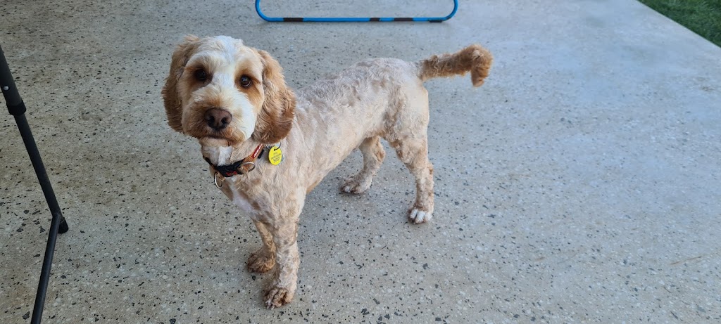 Clippd Canine Styling - Clifton Springs | 35 Centaurus Ave, Clifton Springs VIC 3222, Australia | Phone: 0429 943 092