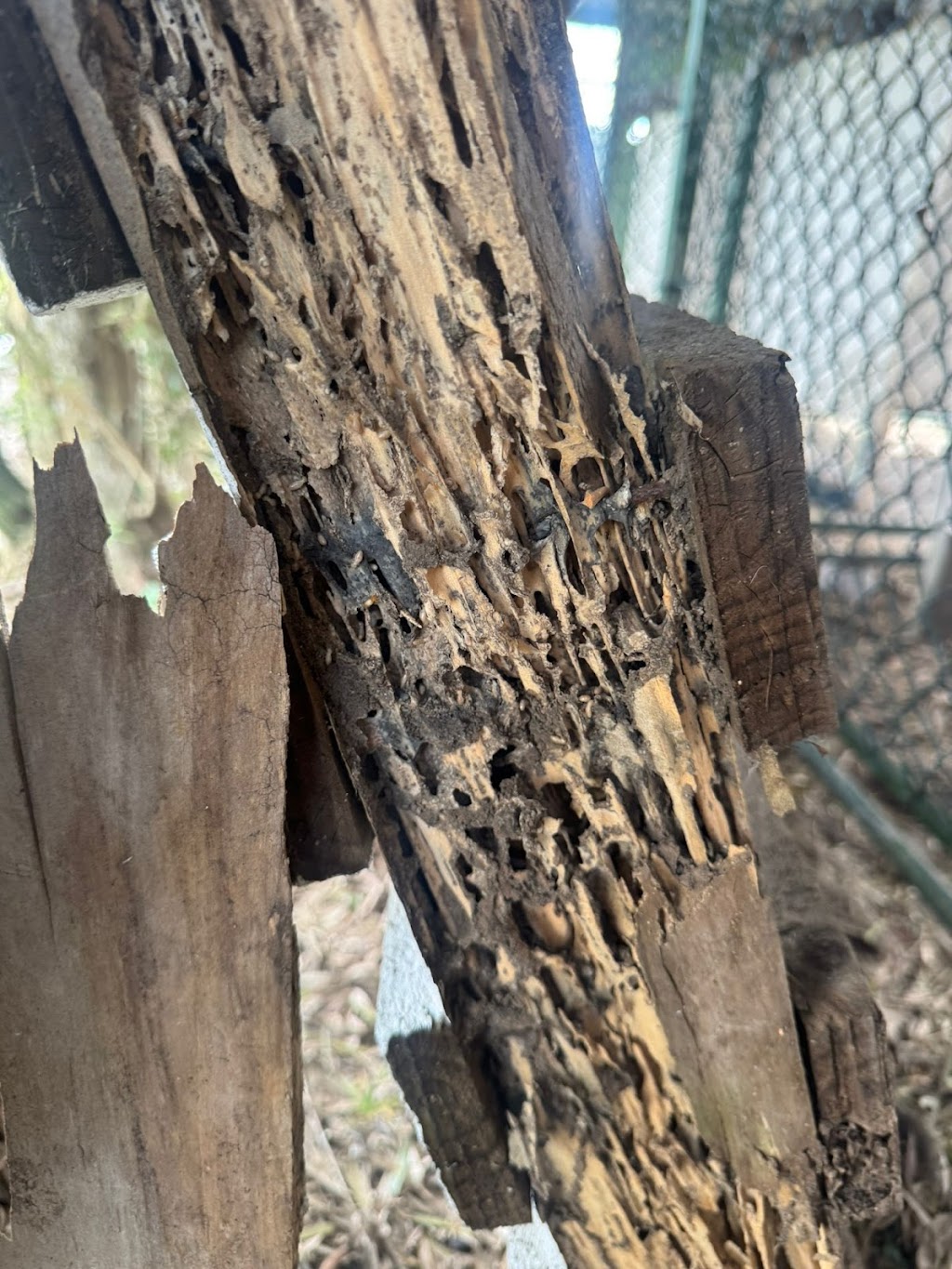Get Rid of Pests | 6A Worrikul Ave, Fletcher NSW 2287, Australia | Phone: 0420 673 000