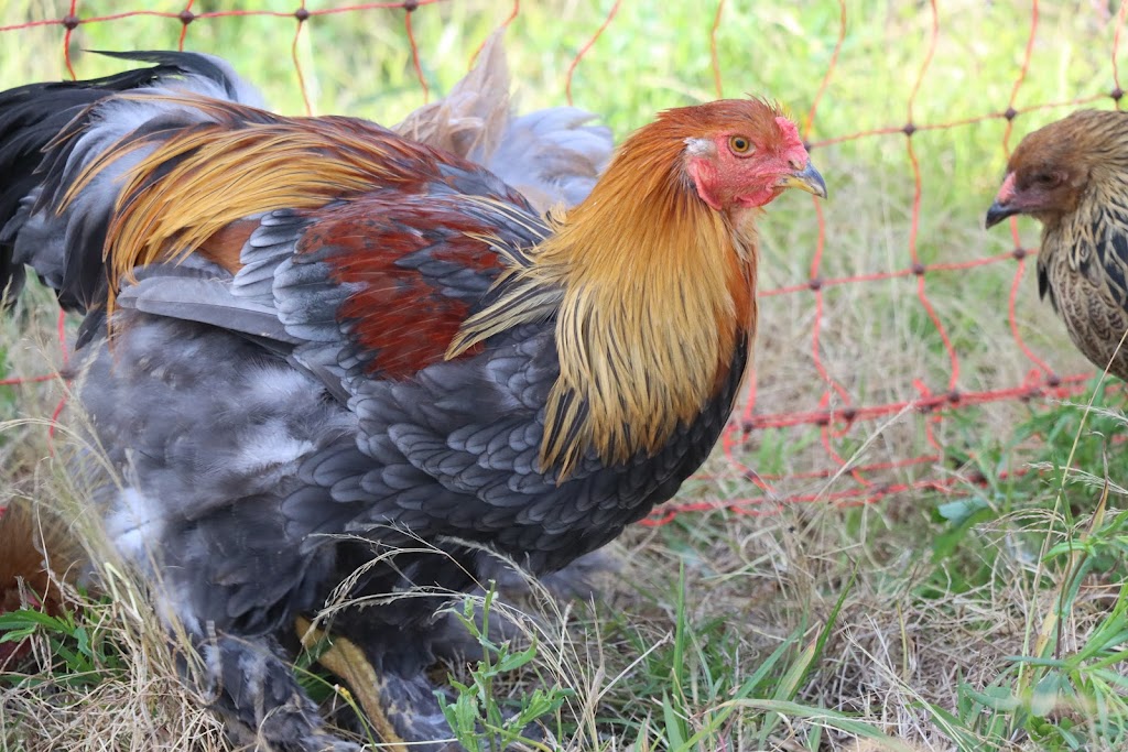 Purebred Chickens | 585 Pheasants Nest Rd, Pheasants Nest NSW 2574, Australia | Phone: 0493 035 656