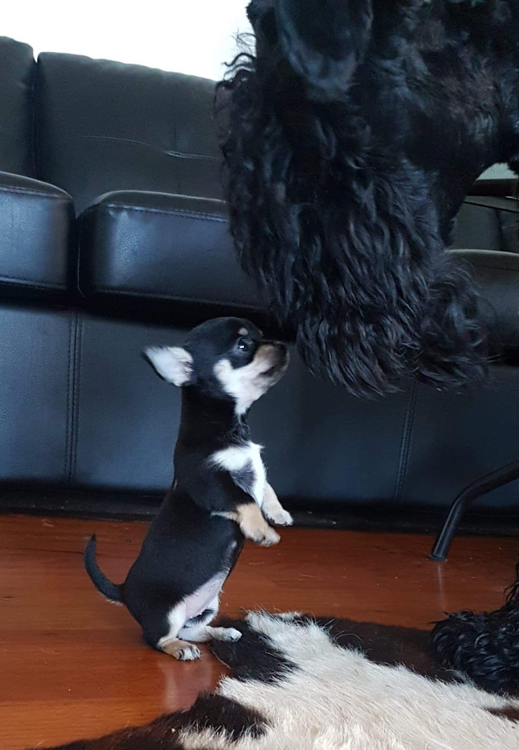 Valhalla Dog Grooming | 26 Rees James Rd, Raymond Terrace NSW 2324, Australia | Phone: 0403 564 188